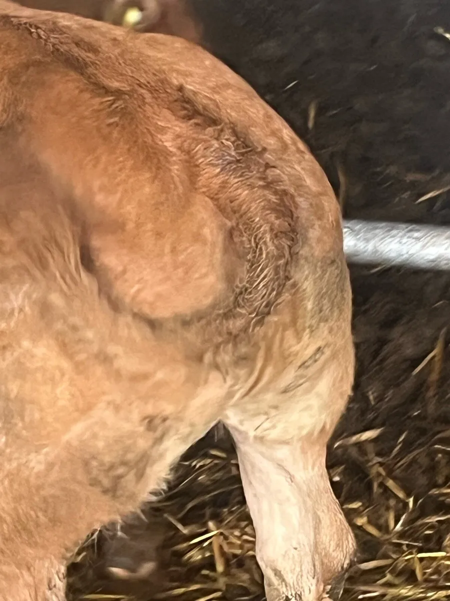 E GRADE HYBRID HEIFER CALF - Image 4