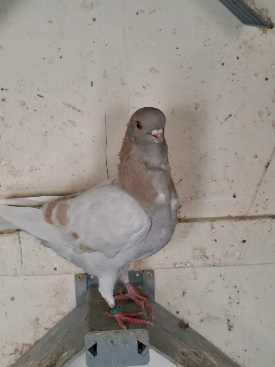 ITALIAN OWL PIGEONS - Image 4