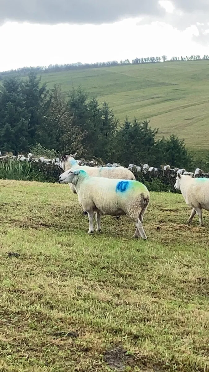 10 Christmas lambing ewes - Image 2