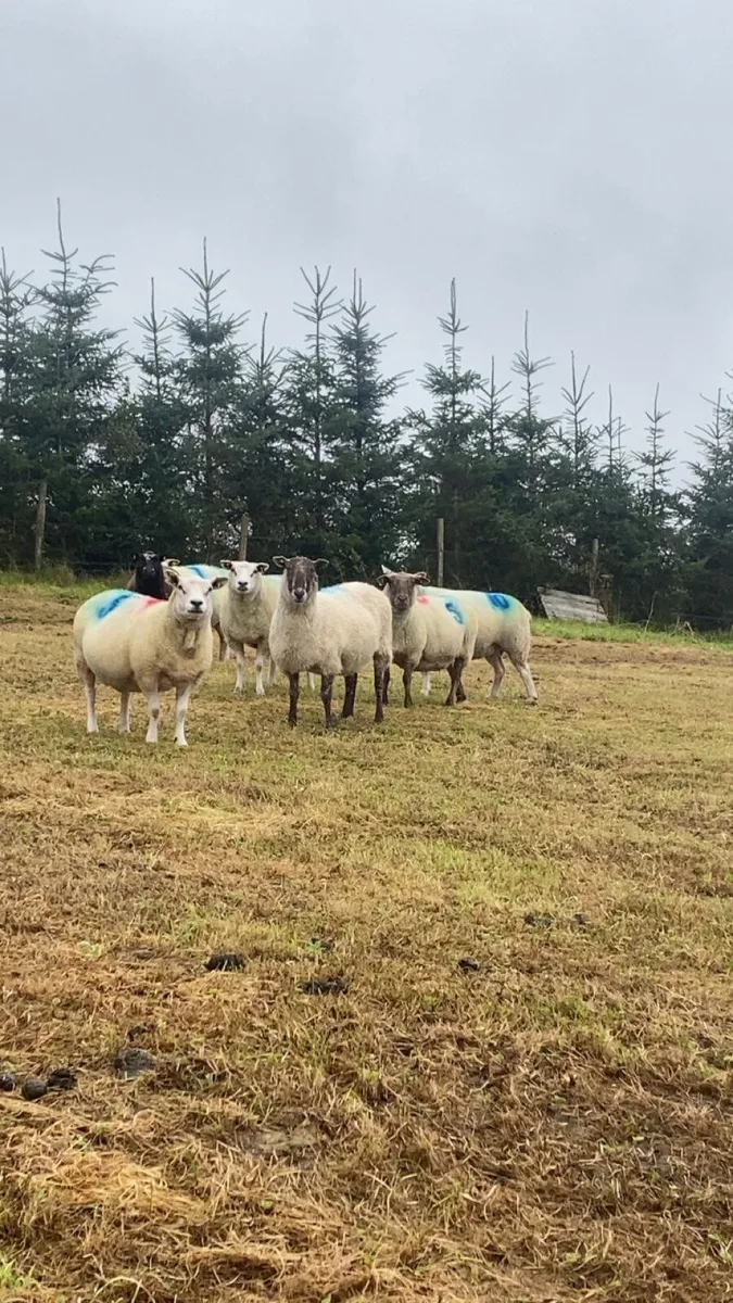 10 Christmas lambing ewes - Image 3