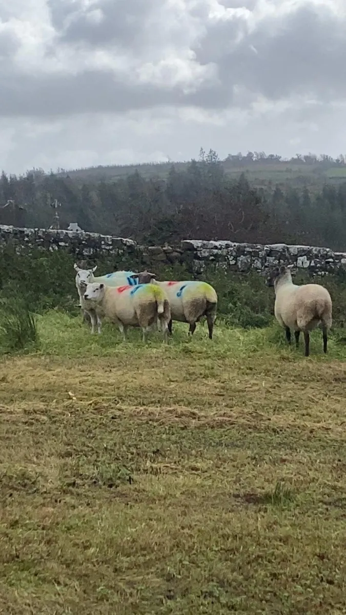 10 Christmas lambing ewes - Image 4