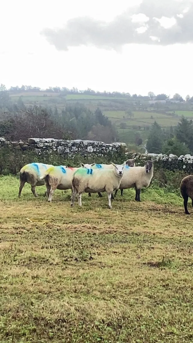 10 Christmas lambing ewes - Image 1