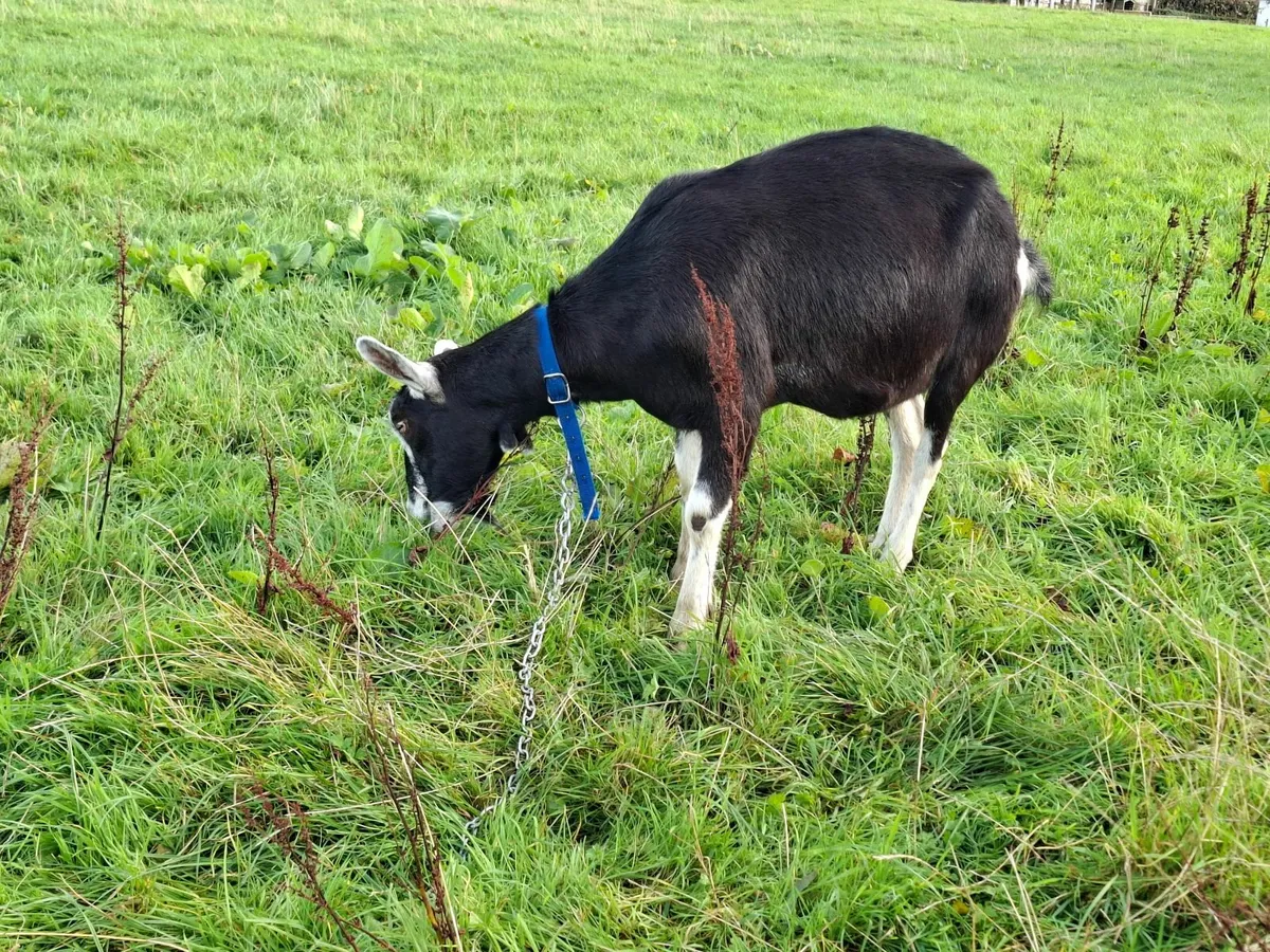3 yr old Female Goat - Image 2