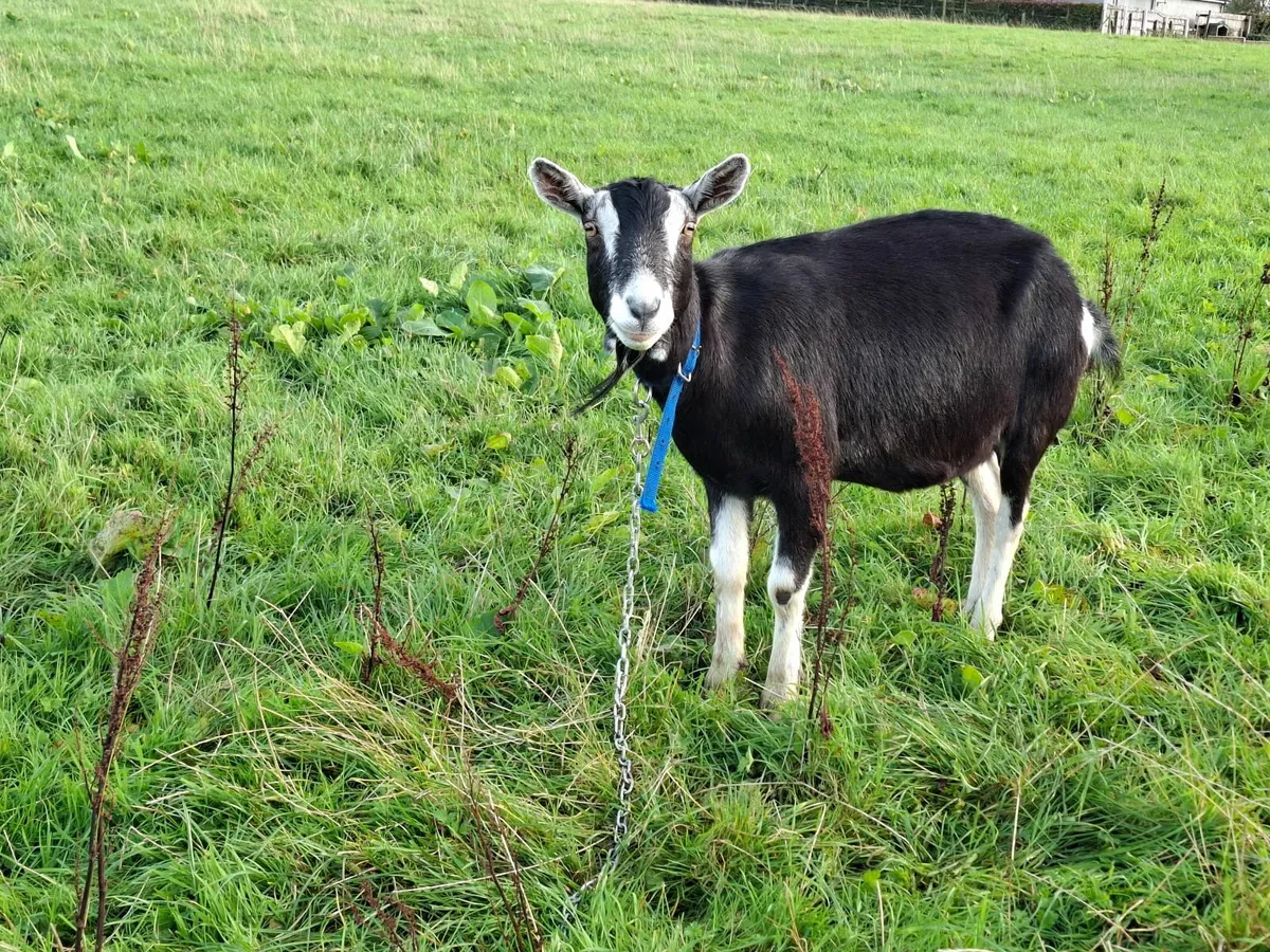 3 yr old Female Goat - Image 1