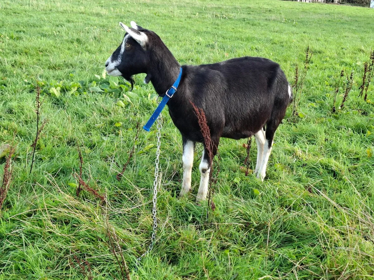 3 yr old Female Goat - Image 3