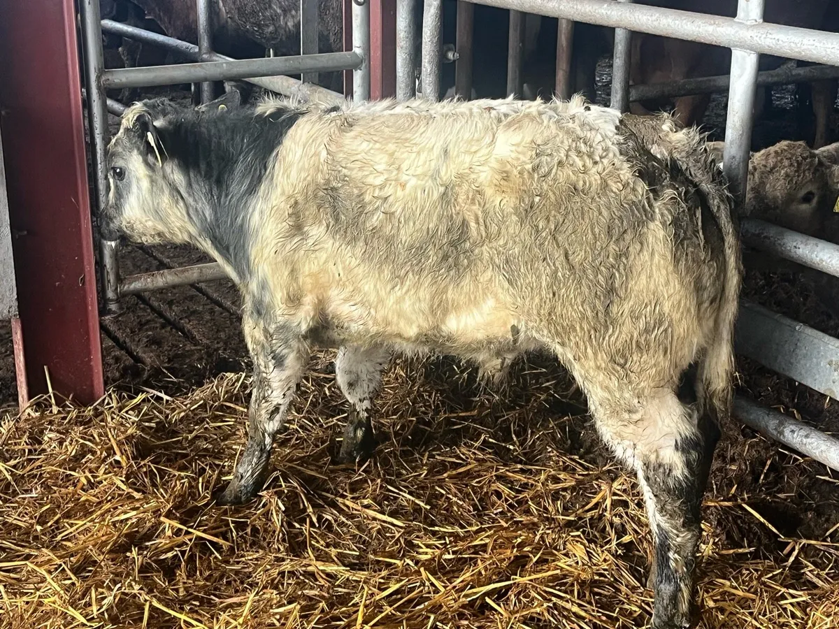 7/8 BRED BELGIAN BLUE BULL CALF - Image 1