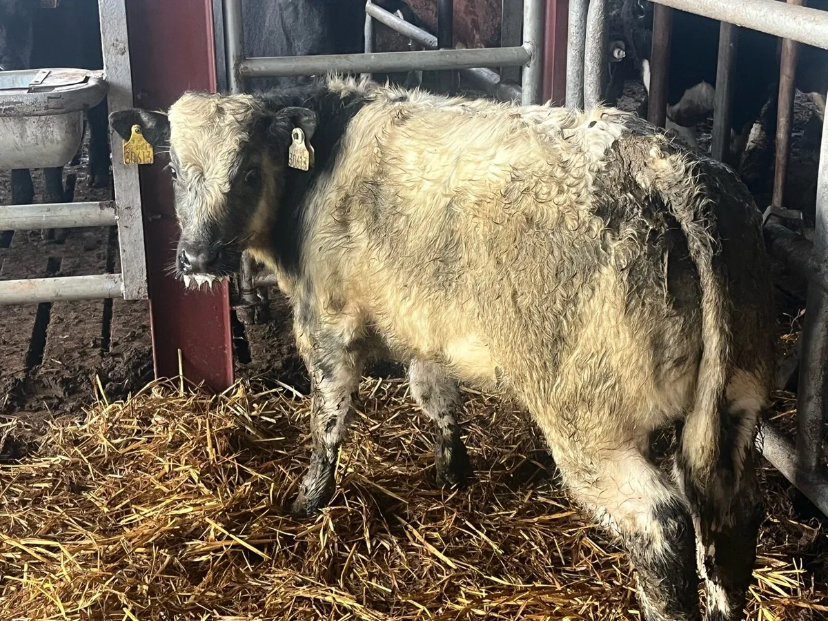 7/8 BRED BELGIAN BLUE BULL CALF - Image 2