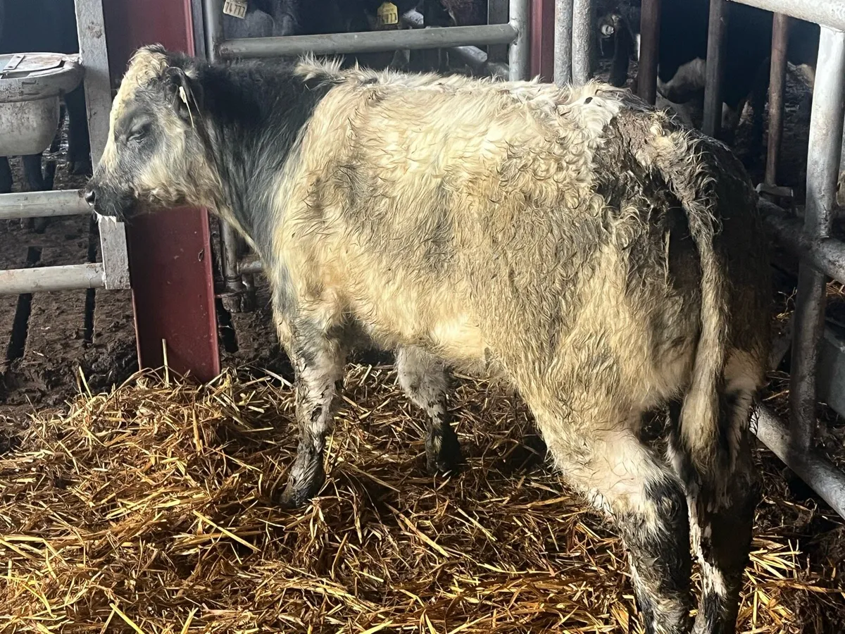 7/8 BRED BELGIAN BLUE BULL CALF - Image 3