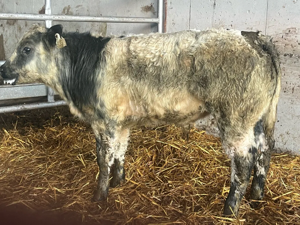 7/8 BRED BELGIAN BLUE BULL CALF - Image 4