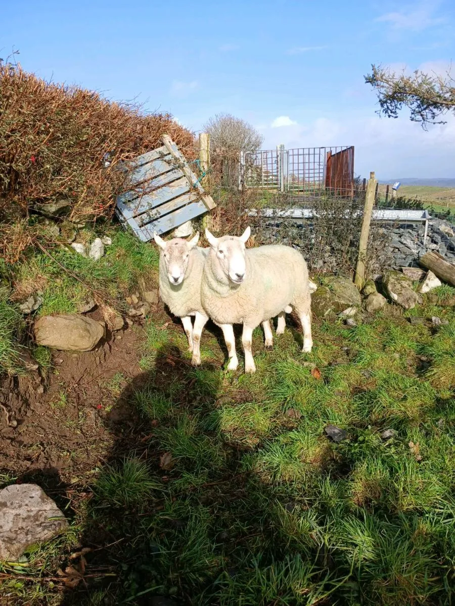 Cheviot rams - Image 1