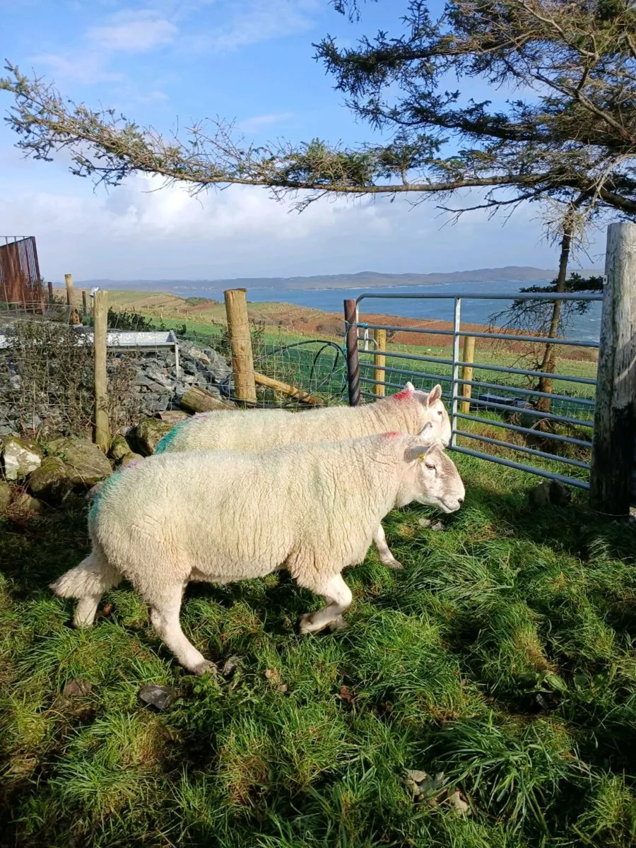 Cheviot rams - Image 2