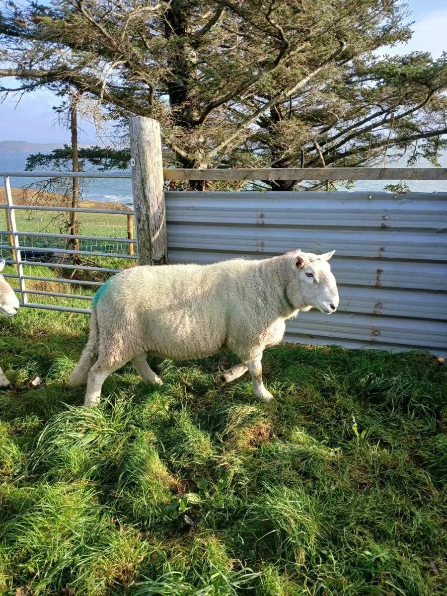Cheviot rams - Image 3