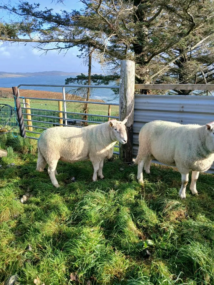 Cheviot rams - Image 4