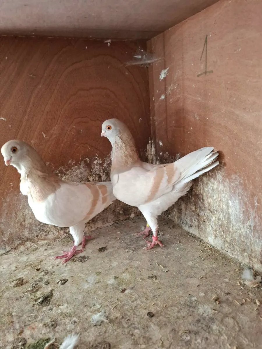Italian owl pigeons - Image 1