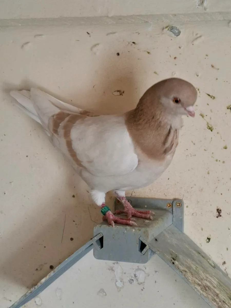 Italian owl pigeons - Image 3