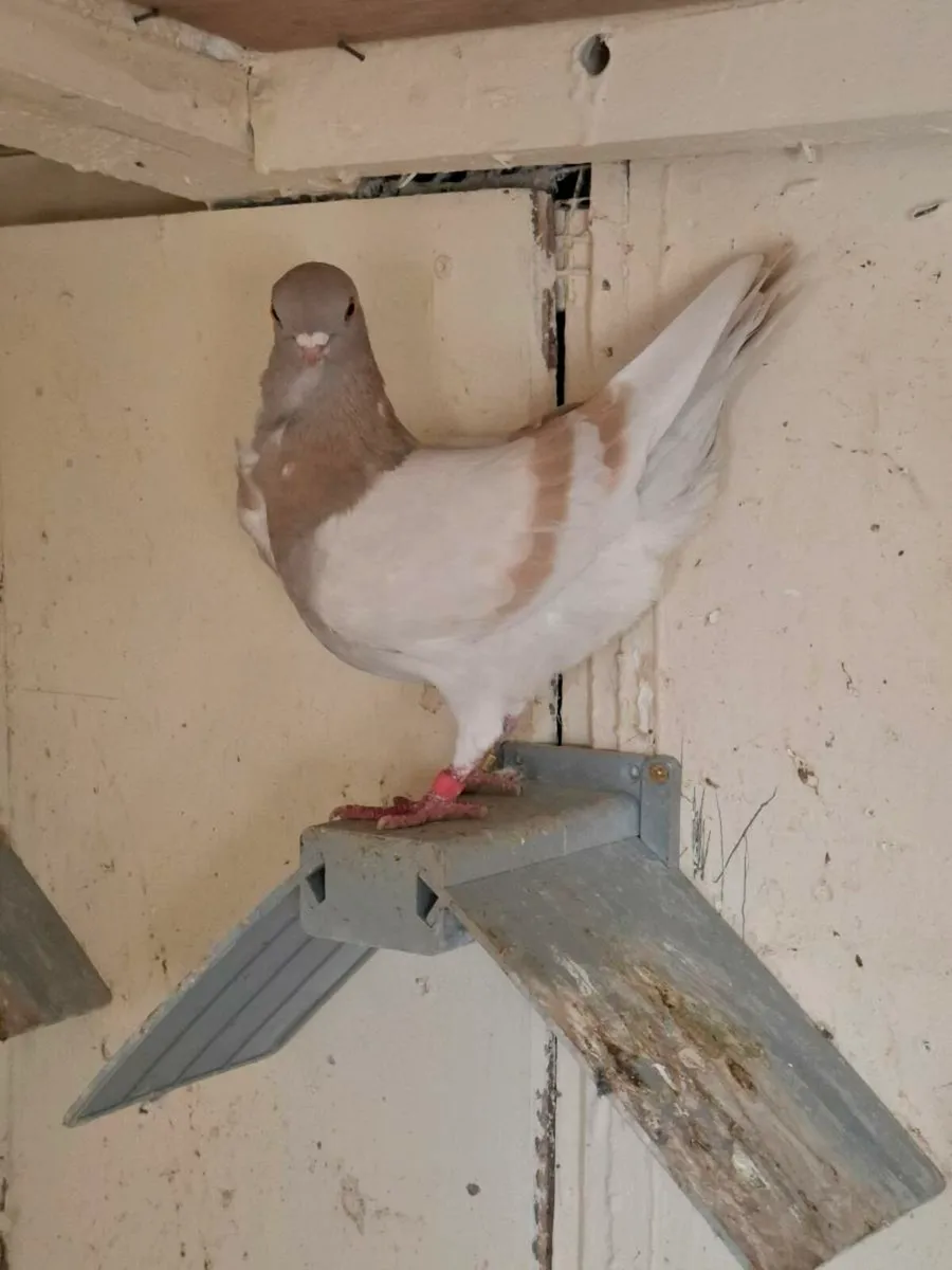 Italian owl pigeons - Image 4