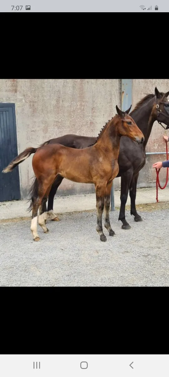 Stunning filly - Image 1