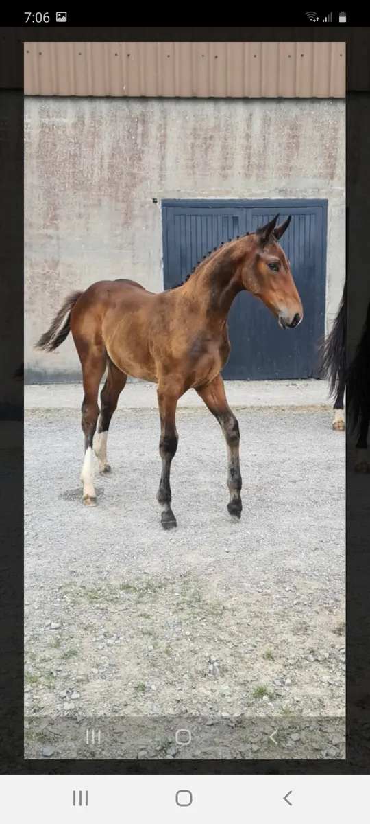 Stunning filly - Image 2