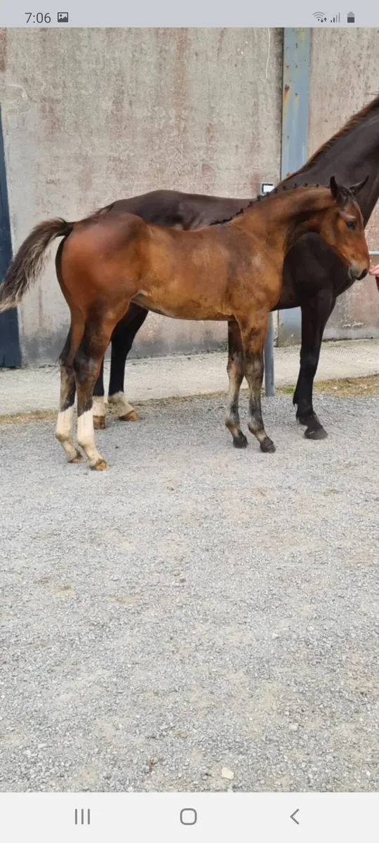 Stunning filly - Image 3
