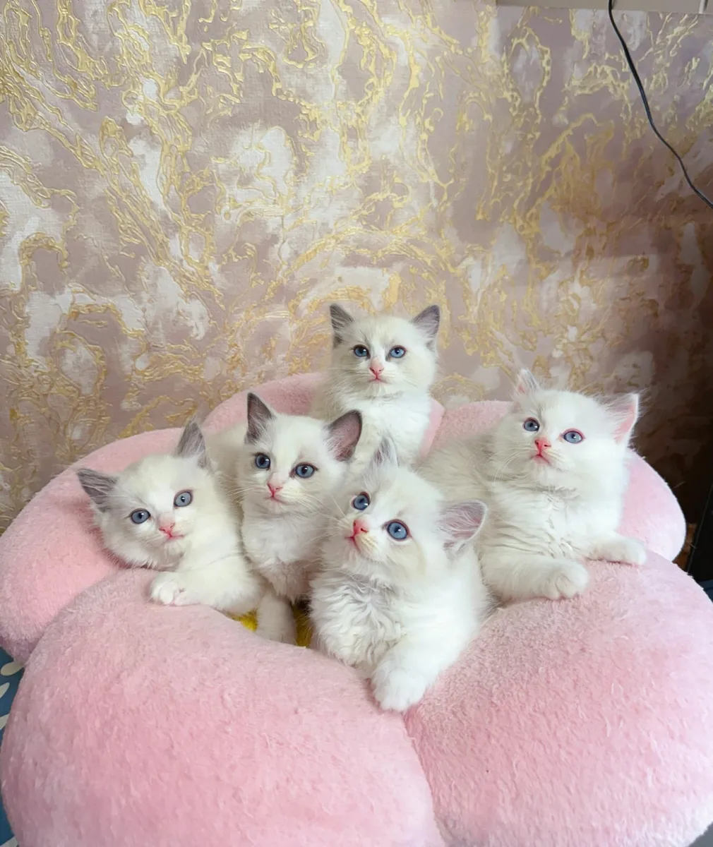 Purebred Ragdoll kittens TICA registered - Image 1