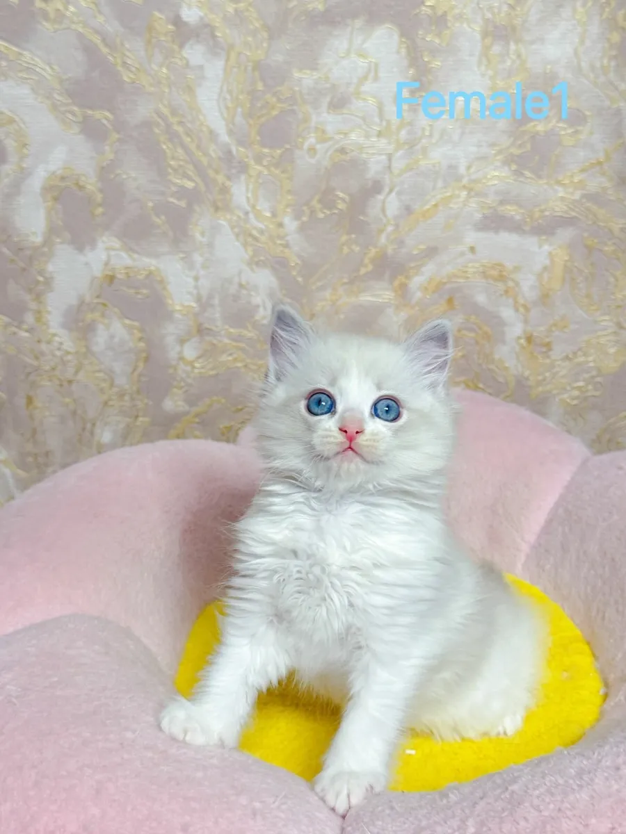 Purebred Ragdoll kittens TICA registered - Image 2