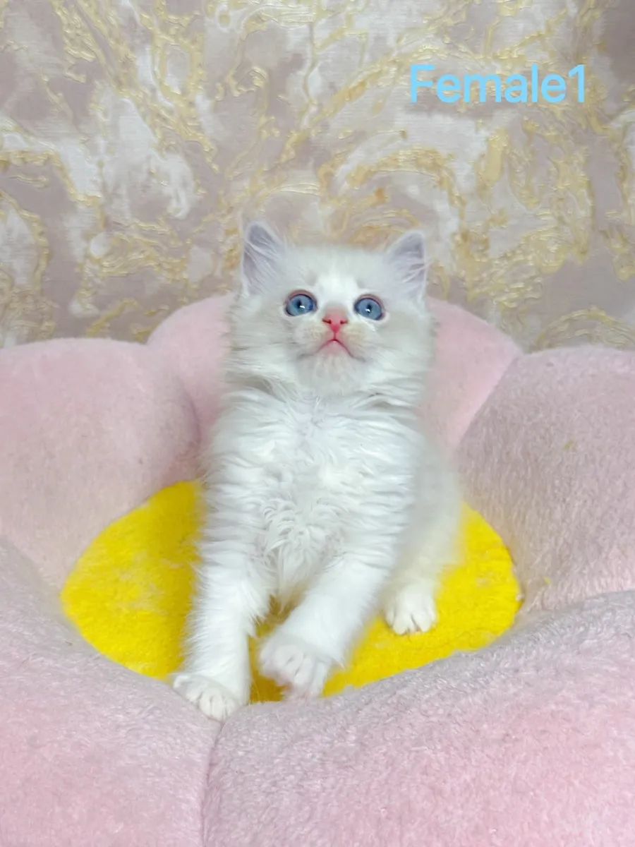 Purebred Ragdoll kittens TICA registered - Image 3