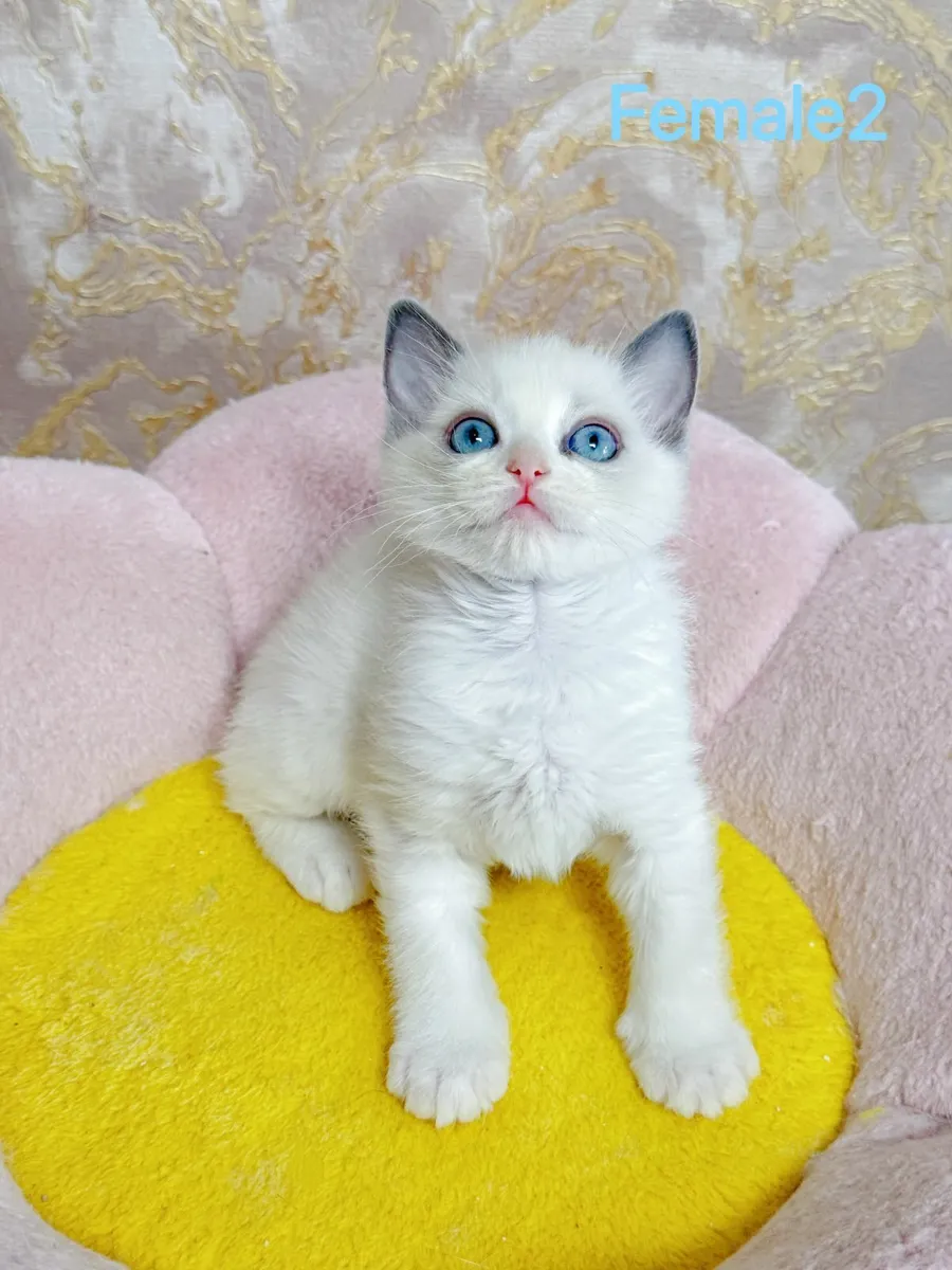Purebred Ragdoll kittens TICA registered - Image 4