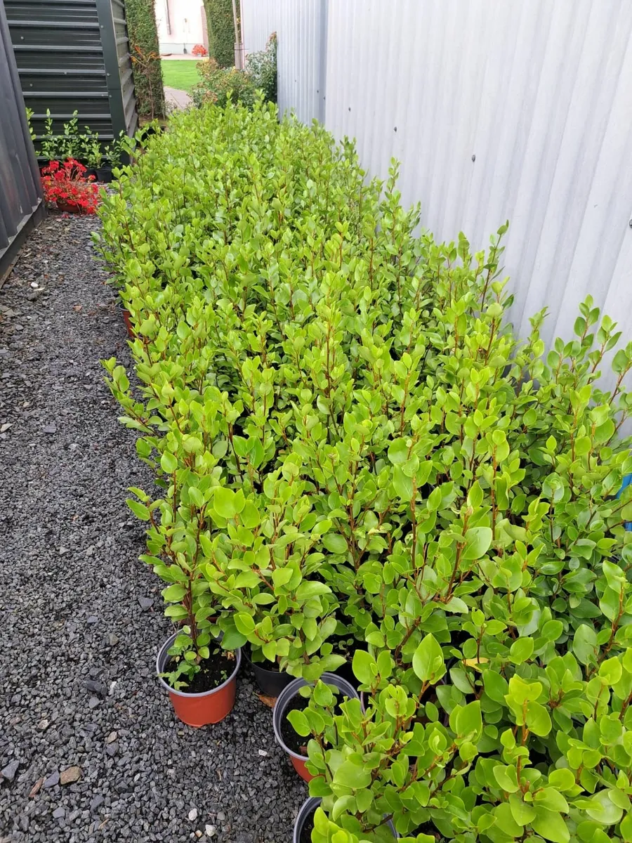 200 Griselinia Hedging Plants - Image 2