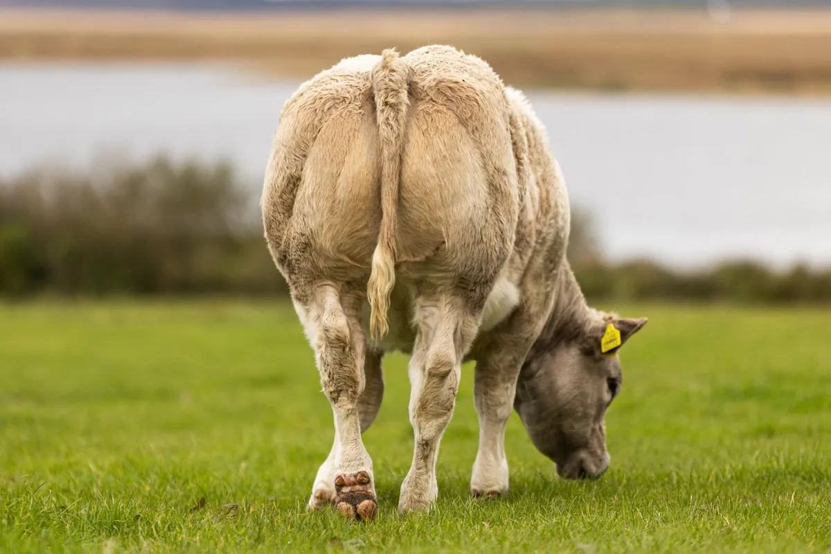 Super Belgian Blue Heifer -  Ballina Mart 6th Oct - Image 3
