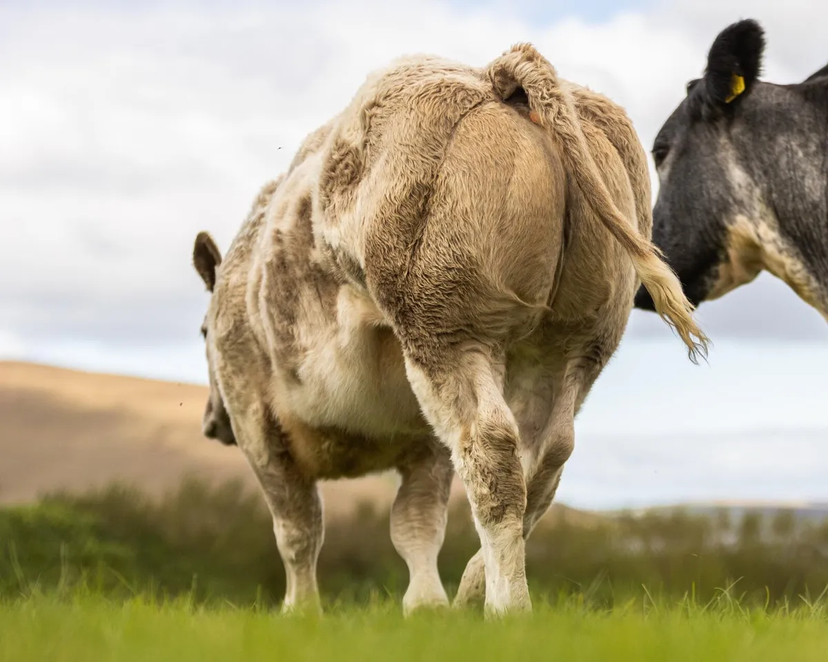 Super Belgian Blue Heifer -  Ballina Mart 6th Oct - Image 4