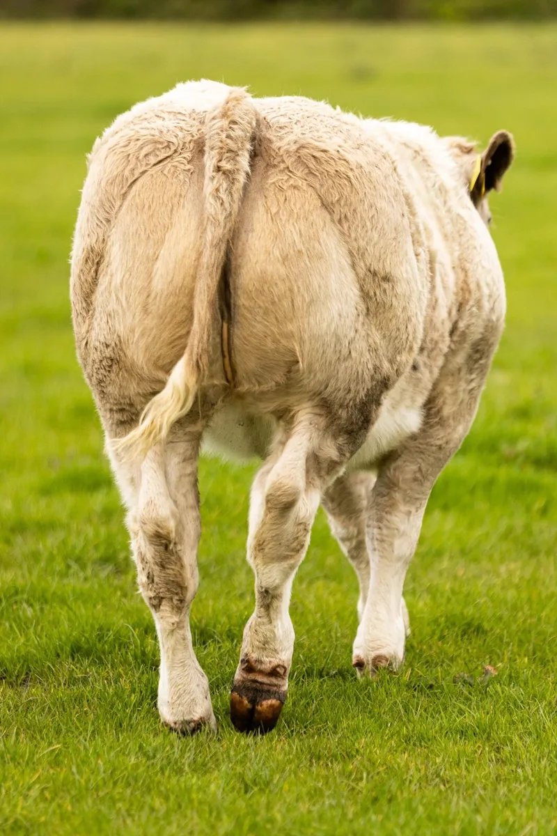 Super Belgian Blue Heifer - Clifden Mart 10th Oct - Image 4