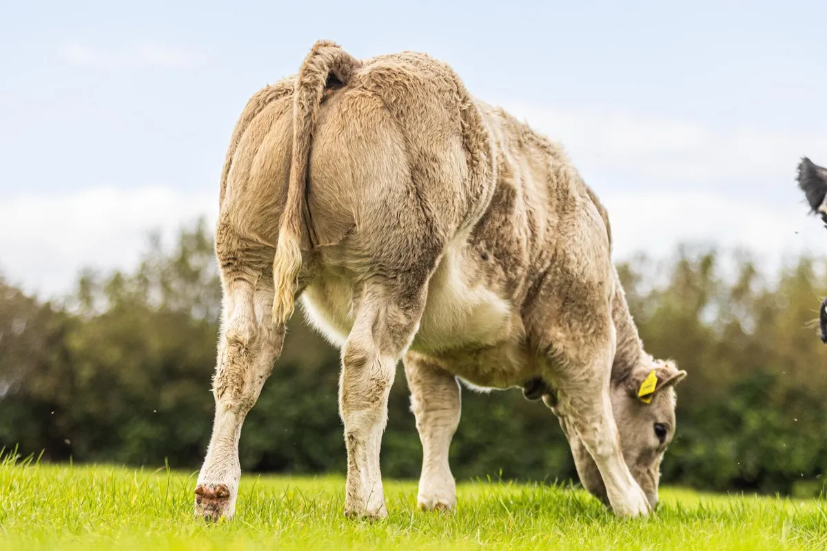 Super Belgian Blue Heifer -  Ballina Mart 6th Oct - Image 1
