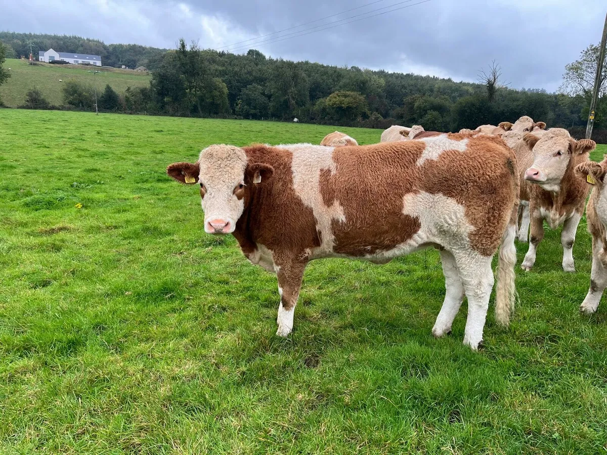 SCEP Eligible Heifers Enniscorthy Mart 7th October - Image 1