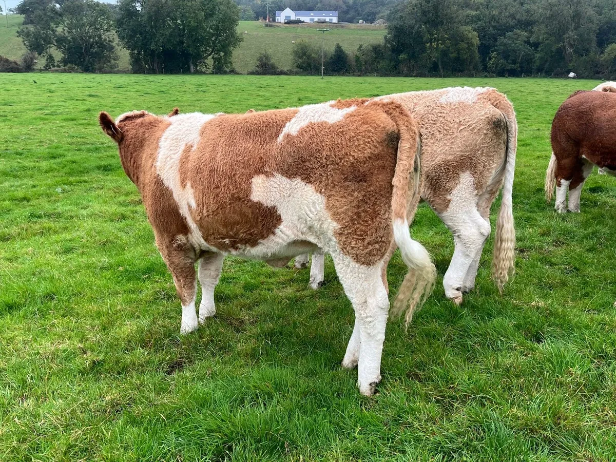 SCEP Eligible Heifers Enniscorthy Mart 7th October - Image 2