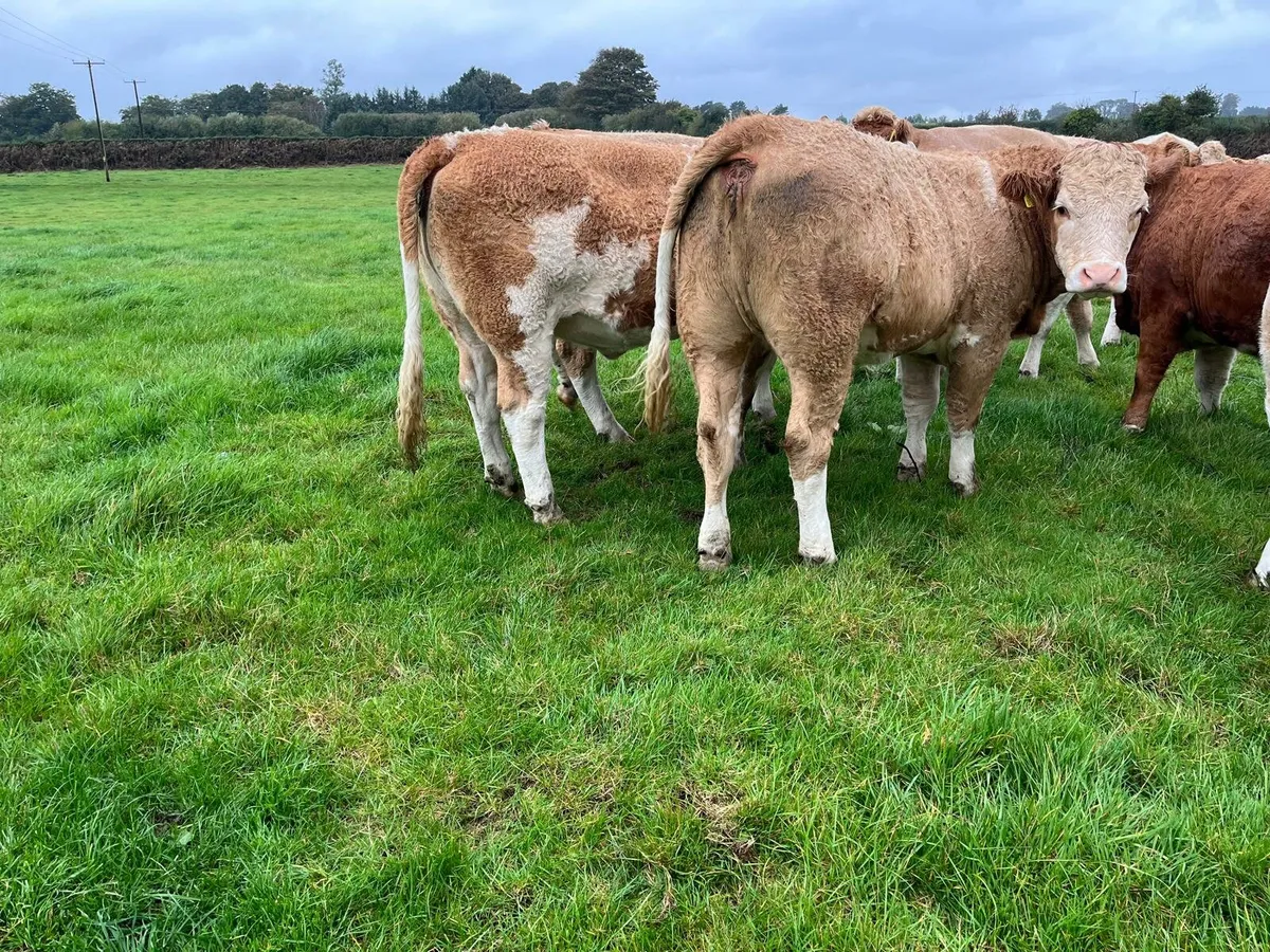 SCEP Eligible Heifers Enniscorthy Mart 7th October - Image 3