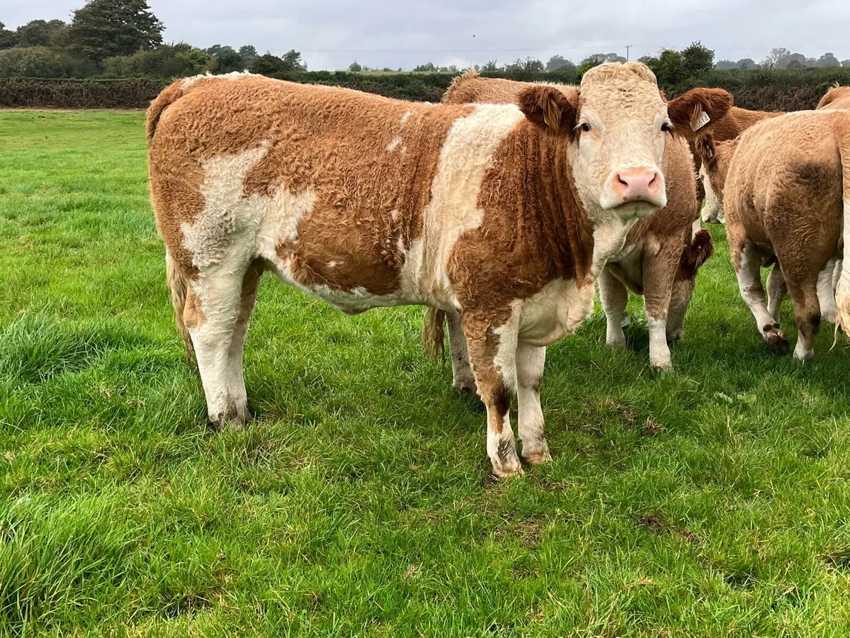 SCEP Eligible Heifers Enniscorthy Mart 7th October - Image 4