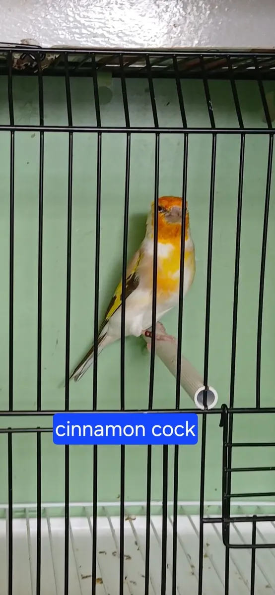 Birds - Image 1