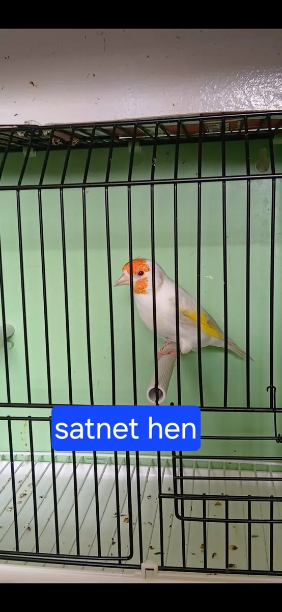 Birds - Image 2
