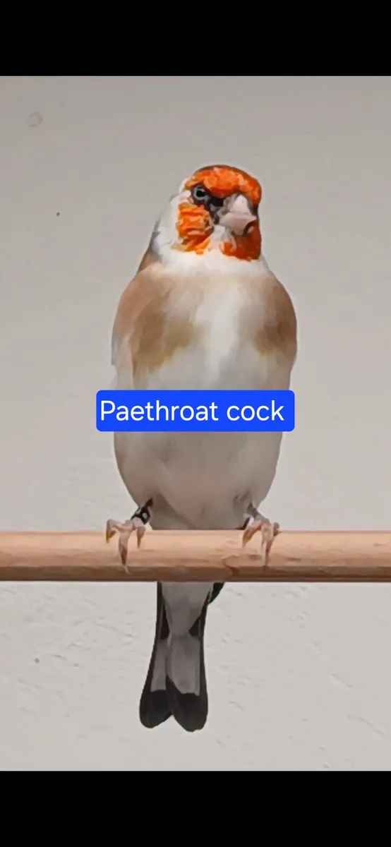 Birds - Image 3