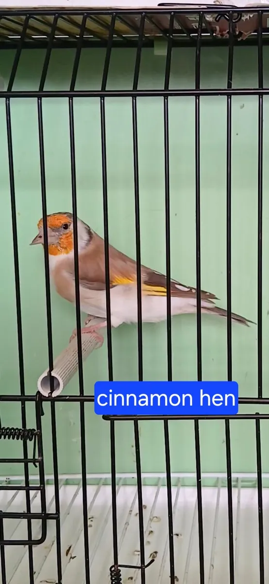 Birds - Image 4