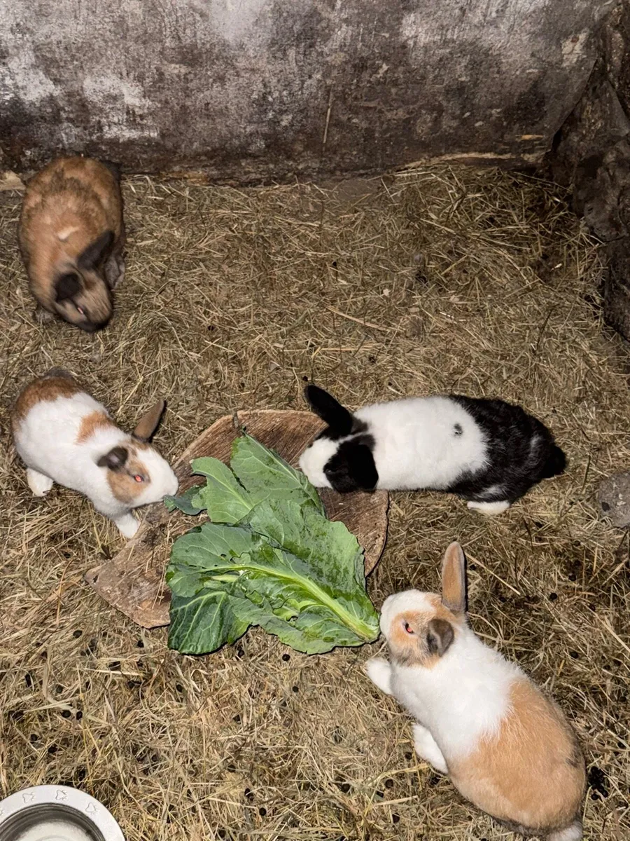 Rabbits - Image 1