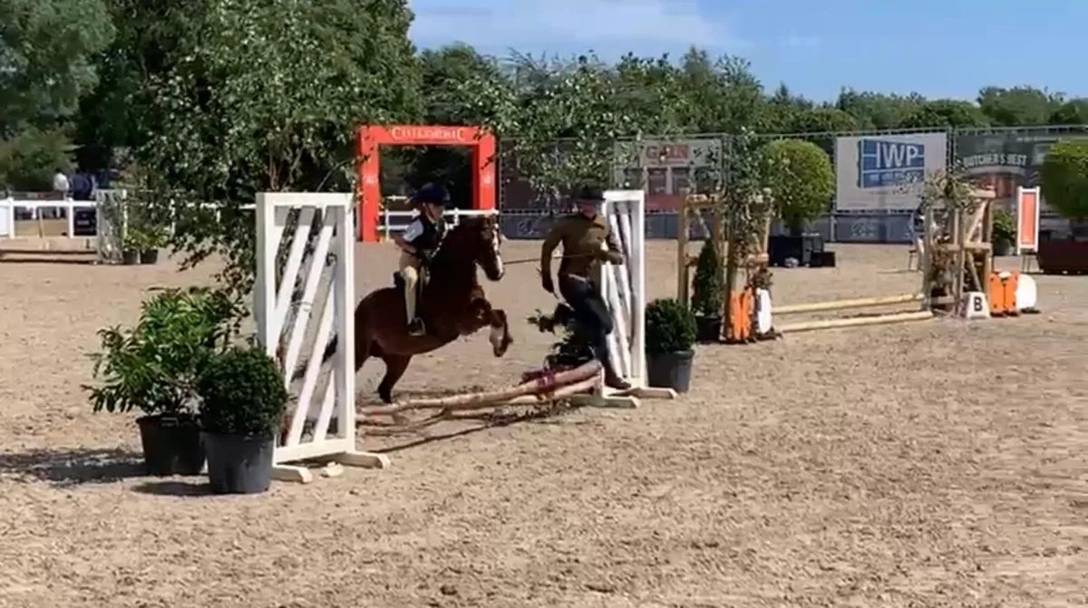 Pretty Welsh lead rein pony or second ridden - Image 3