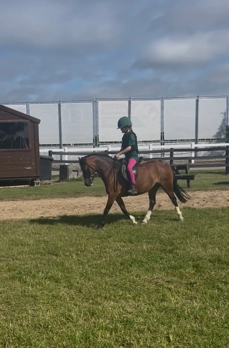Pretty Welsh lead rein pony or second ridden - Image 4