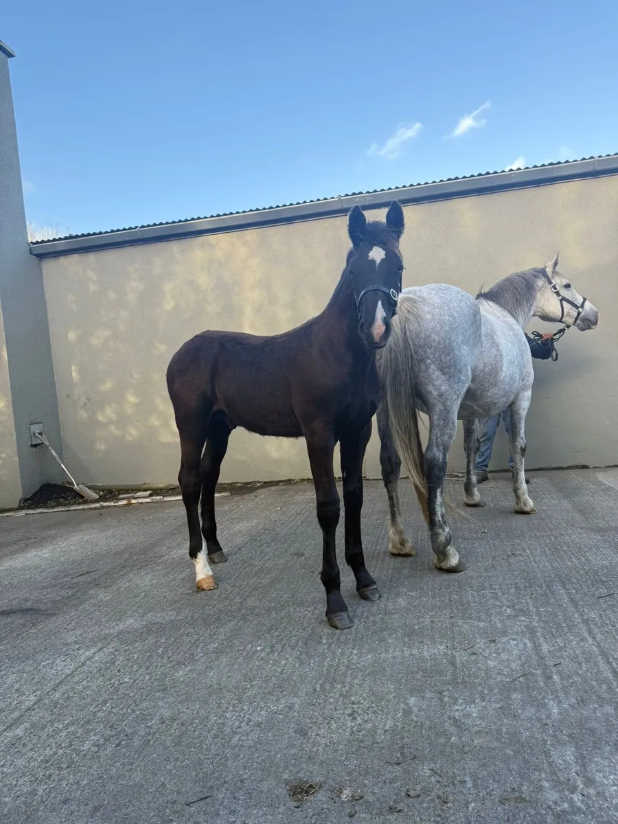 Colt Foal - Image 1