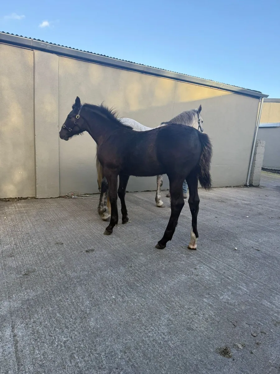 Colt Foal - Image 2
