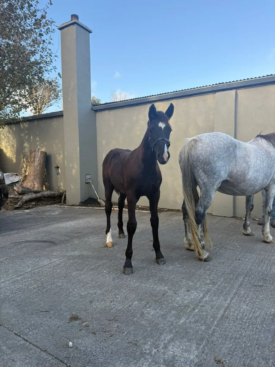 Colt Foal - Image 3