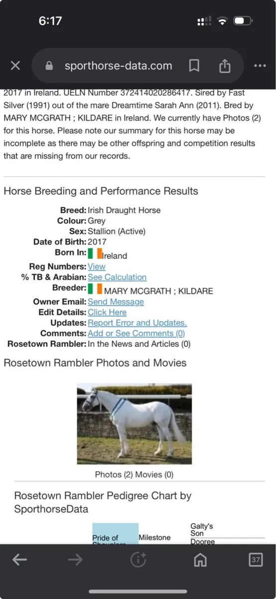 Colt Foal - Image 4