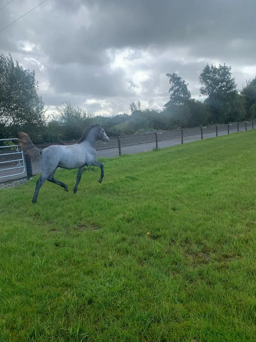 Pumkins Pondi colt foal - Image 1