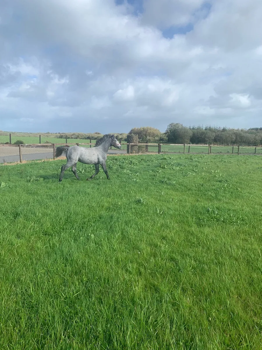 Pumkins Pondi colt foal - Image 3