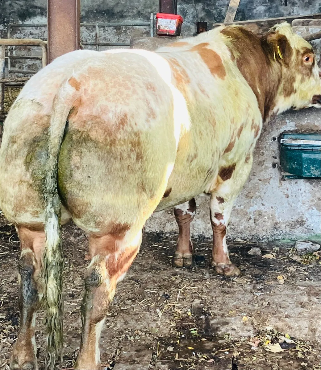 Red Belgium Blue Bull - Image 1